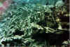 cernia1 copy.jpg (53031 byte)
