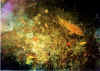 cernia4 copy.jpg (57110 byte)