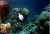 cirujano2 copy.jpg (41009 byte)