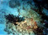 coral negro1 copy.jpg (55220 byte)