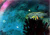 corvinna oriental1 copy.jpg (37112 byte)