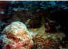dado1 copy.jpg (49827 byte)