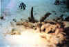 damisela cola blanca2 copy.jpg (39941 byte)