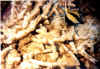 escalar1 copy.jpg (47742 byte)