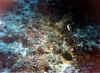 escalar2 copy.jpg (59728 byte)