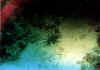 escorpion negro1 copy.jpg (37350 byte)