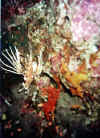 escorpion rojo2 copy.jpg (45171 byte)