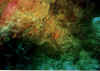 escorpion rojo4 copy.jpg (45900 byte)