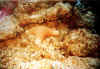 estrella de mar 1 copy.jpg (60335 byte)