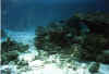 general7 copy.jpg (40203 byte)