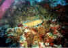 globo3 copy.jpg (61614 byte)
