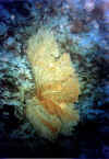 gorogonia1 copy.jpg (53532 byte)
