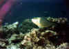 hemigymnus1.jpg (38279 byte)