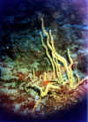 labrido2 copy.jpg (50697 byte)