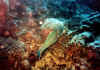 loro4 copy.jpg (60197 byte)