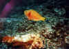 loro naranja2 copy.jpg (51688 byte)