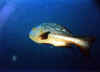lutianido1 copy.jpg (24083 byte)