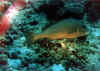 lutianido2 copy.jpg (52400 byte)