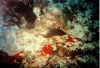 morena2 copy.jpg (51853 byte)
