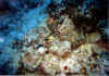 morena3 copy.jpg (55080 byte)