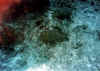 napoleon1 copy.jpg (54089 byte)