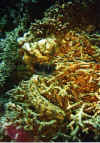 oloturia1 copy.jpg (70034 byte)