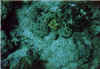 oloturia2 copy.jpg (53644 byte)