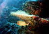 soldado1 copy.jpg (48997 byte)