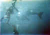 tibballscub5 copy.jpg (38061 byte)