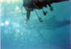 tibballscub7 copy.jpg (35184 byte)
