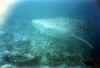 tibballsnk2 copy.jpg (35788 byte)