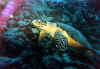 tortu1 copy.jpg (43345 byte)