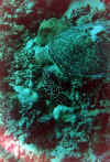 tortu2 copy.jpg (56690 byte)