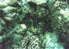 tridacna4 copy.jpg (64109 byte)