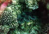 tridacna5 copy.jpg (64460 byte)
