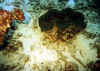 tridacna7 copy.jpg (59623 byte)
