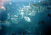 unicornio3 copy.jpg (33961 byte)