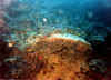 xetospongia exigua3 copy.jpg (54435 byte)