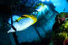 mal-shinesm.jpg (45554 byte)