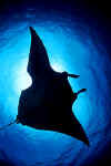 uw3-manta.jpg (12517 byte)