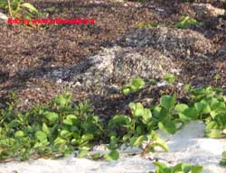 fotografie delle lamentele di Denise nei confronti del tour operator reliance per i disagi e i disservizi subiti in occasione del viaggio al club faru isola di farukolhufushi atollo di male nord nell'aprile 2006