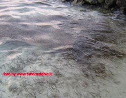 fotografie delle lamentele di Denise nei confronti del tour operator reliance per i disagi e i disservizi subiti in occasione del viaggio al club faru isola di farukolhufushi atollo di male nord nell'aprile 2006