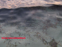 fotografie delle lamentele di Denise nei confronti del tour operator reliance per i disagi e i disservizi subiti in occasione del viaggio al club faru isola di farukolhufushi atollo di male nord nell'aprile 2006