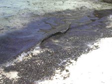 fotografie delle lamentele di Monica nei confronti del tour operator club med per i disagi e i disservizi subiti in occasione del viaggio al faru club med resort isola di farukolhufushi atollo di ari sud nel marzo 2004