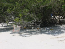 isole maldive le lamentele, disguidi, disservizi e i reclami dei disagi subito da Fabrizio&C in occasione del viaggio al vilu reef resort isola di meedhuffushi nel febbraio 2006