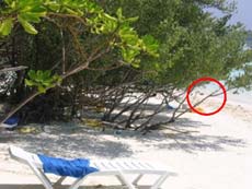 isole maldive le lamentele, disguidi, disservizi e i reclami dei disagi subito da Fabrizio&C in occasione del viaggio al vilu reef resort isola di meedhuffushi nel febbraio 2006