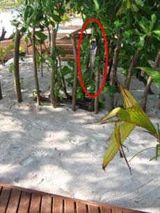 isole maldive le lamentele, disguidi, disservizi e i reclami dei disagi subito da Fabrizio&C in occasione del viaggio al vilu reef resort isola di meedhuffushi nel febbraio 2006