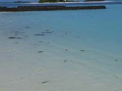 isole maldive fotografie delle lamentele, disguidi, disservizi e i reclami dei disagi subiti da Sara&Fabio nei confronti del tour operator hotelpan (tclub) per i disagi e i disservizi subiti  durante il viaggio  al maafushivaru island resort  isola di maafushivaru atollo di ari nel giugno 2006