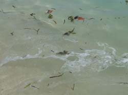 isole maldive fotografie delle lamentele, disguidi, disservizi e i reclami dei disagi subiti da Sara&Fabio nei confronti del tour operator hotelpan (tclub) per i disagi e i disservizi subiti  durante il viaggio  al maafushivaru island resort  isola di maafushivaru atollo di ari nel giugno 2006