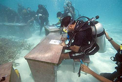 notizie e news isole maldive grande novit TuttoMaldive: clima il governo maldiviano si riunisce sott'acqua e manda sos a tutto il mondo per innalzamento del livello dei mari